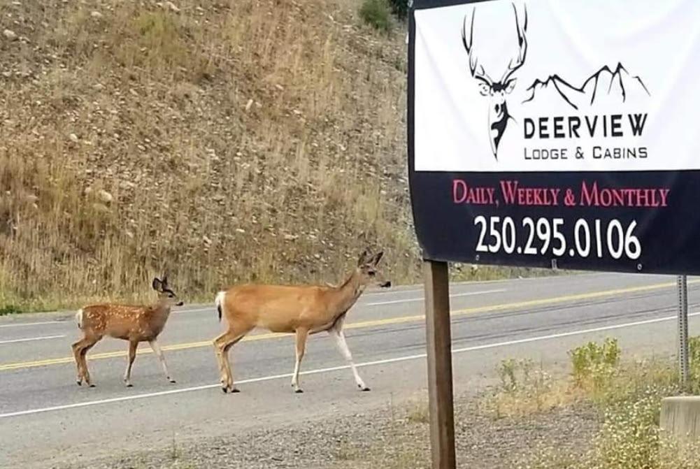Deerview Lodge & Cabins - Princeton Bc المظهر الخارجي الصورة